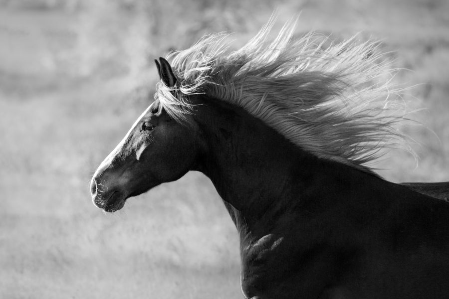 crines de caballo