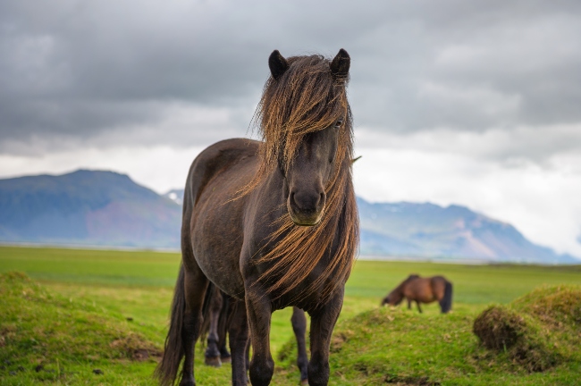 pelo de caballo