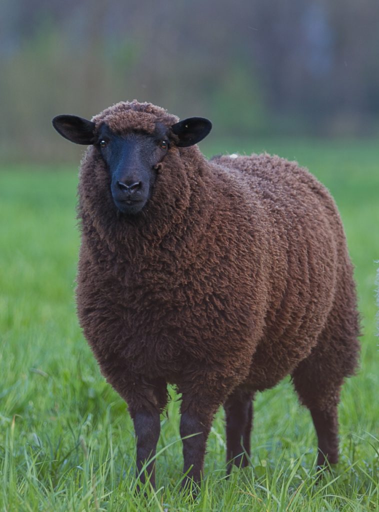 almohada lana merino negra